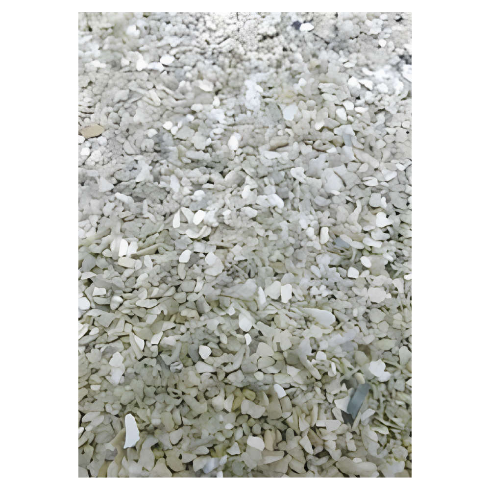 Gusci d'ostrica ornitologia