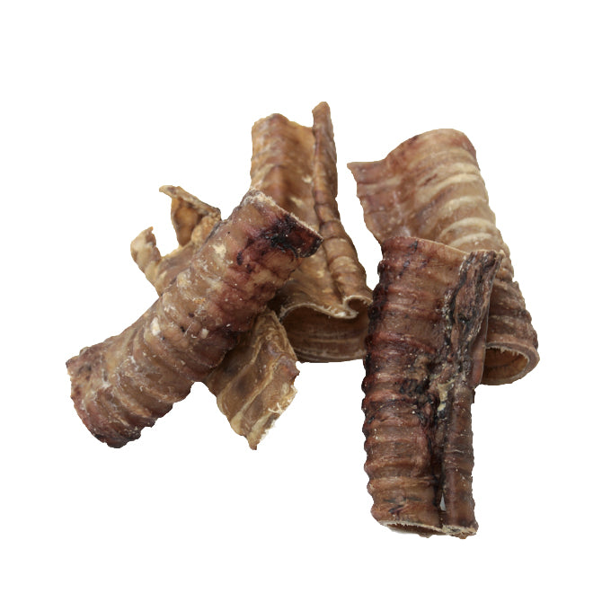 Trachea Bovino
